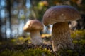 Two big brown cap mushroom in wood Royalty Free Stock Photo