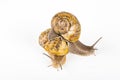 Two big brown snails at reproduction time