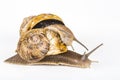 Two big brown snails at reproduction time