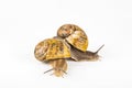 Two big brown snails at reproduction time