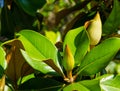 Two big buds Evergreen Southern Magnolia Magnolia Grandiflora in city park Krasnodar. Magnolia in Public landscape