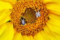 Two big bumblebee pollinating a sunflower close-up Royalty Free Stock Photo