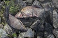 Two big caught fish, breams in fisherman`s nets on beach, in grass. Concept of successful fishing, luck, fortune Royalty Free Stock Photo