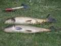 Two big close up fresh live wild common carp or European carp, Cyprinus carpio on the grass. Raw freshwater fish catch