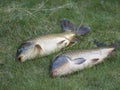 Two big close up fresh live wild common carp or European carp, Cyprinus carpio on the grass. Raw freshwater fish catch