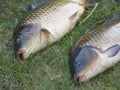 Two big close up fresh live wild common carp or European carp, Cyprinus carpio on the grass. Raw freshwater fish catch