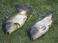 Two big close up fresh live wild common carp or European carp, Cyprinus carpio on the grass. Raw freshwater fish catch