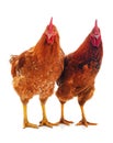 Two big cocks Royalty Free Stock Photo