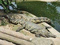 Two Big Crocs Royalty Free Stock Photo