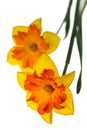 Two big daffodils isolated on the white background Royalty Free Stock Photo