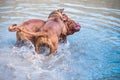 Two big dogs, Bordeaux Great Danes playing in the water Royalty Free Stock Photo