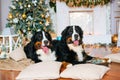 Two big dogs lie at home by the fireplace Royalty Free Stock Photo