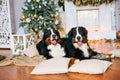 Two big dogs lie at home by the fireplace Royalty Free Stock Photo