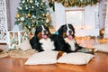 Two big dogs lie at home by the fireplace Royalty Free Stock Photo