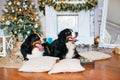 Two big dogs lie at home by the fireplace Royalty Free Stock Photo