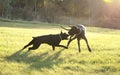 Two big dogs playing rough Royalty Free Stock Photo