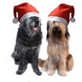 Two big dogs with santa claus hats Royalty Free Stock Photo