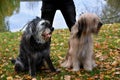 Two big dogs,  sitting  in the meadow at a lake Royalty Free Stock Photo