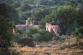 Two big eland antelopes in Addo National Park Royalty Free Stock Photo