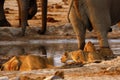 Two of the Big Five Drinking together Royalty Free Stock Photo