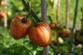 Two big fleshy of beefsteak tomatoes growing on a stem. Royalty Free Stock Photo