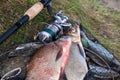 Two big freshwater common bream fish and fishing rod with reel on landing net