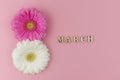 Two big gerbera flowers, white and a pink one with a wooden word march on a pink background close up. Copy space. Women