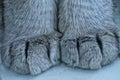 Two big gray paws of a cat standing on the board