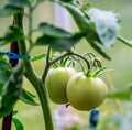 Two big green ecological tomatoes grown in private greenhouse Royalty Free Stock Photo