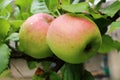 Two big green and red unripe apples on a tree Royalty Free Stock Photo