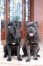 Two big gueard dogs ready to protect the house Royalty Free Stock Photo