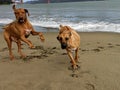 Two big happy dogs jumping, running and playing fetch with stick in on the beach with Golden Gate Bridge in the background Royalty Free Stock Photo