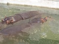 Hippo, River horse, Wildlife, Water,Hippopotamus, Big, Animal Zoo Royalty Free Stock Photo