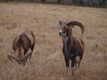 Two Big Horn Sheep Graze Royalty Free Stock Photo