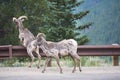 Rocky Mountain Big horn sheep Royalty Free Stock Photo