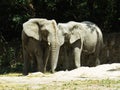 Two Big Huge Elephants Together in Love Close Royalty Free Stock Photo