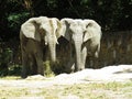 Two Big Huge Elephants Together in Love Close Royalty Free Stock Photo