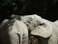 Two Big Huge Elephants Together in Love Close