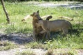 Two big lion in nature. Wild african animals Royalty Free Stock Photo