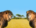 Two big male lion Royalty Free Stock Photo