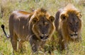 Two big male lions on the hunt. National Park. Kenya. Tanzania. Masai Mara. Serengeti. Royalty Free Stock Photo