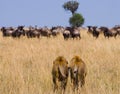 Two big male lions on the hunt. National Park. Kenya. Tanzania. Masai Mara. Serengeti. Royalty Free Stock Photo