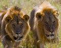 Two big male lions on the hunt. National Park. Kenya. Tanzania. Masai Mara. Serengeti. Royalty Free Stock Photo