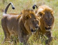 Two big male lions on the hunt. National Park. Kenya. Tanzania. Masai Mara. Serengeti. Royalty Free Stock Photo