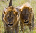 Two big male lions on the hunt. National Park. Kenya. Tanzania. Masai Mara. Serengeti. Royalty Free Stock Photo