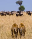 Two big male lions on the hunt. National Park. Kenya. Tanzania. Masai Mara. Serengeti. Royalty Free Stock Photo