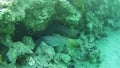 Two Big Morays on Coral Reef in Red Sea, Egypt