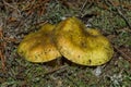 Two big mushrooms Tricholoma equestre grow in the sandy ground in pine forest, closeup.