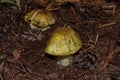 Two big mushrooms Tricholoma equestre Yellow Knight in pine forest, closeup.