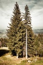 Two big old fir trees on top of mountain Royalty Free Stock Photo